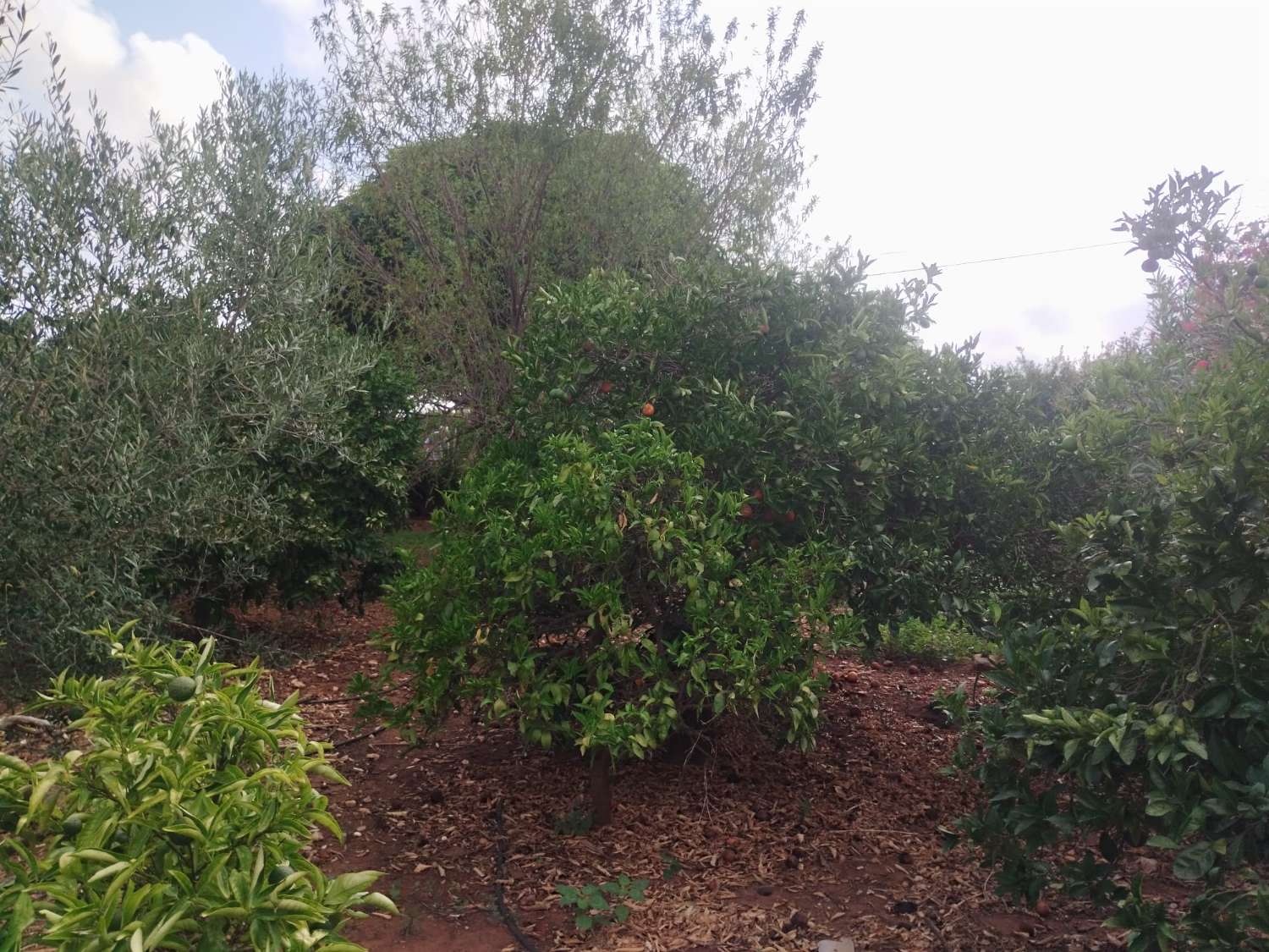 CASA RUSTICA EN DENIA